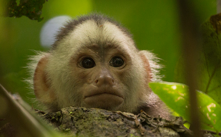 Foto: Salvando Primates / Federico Pardo